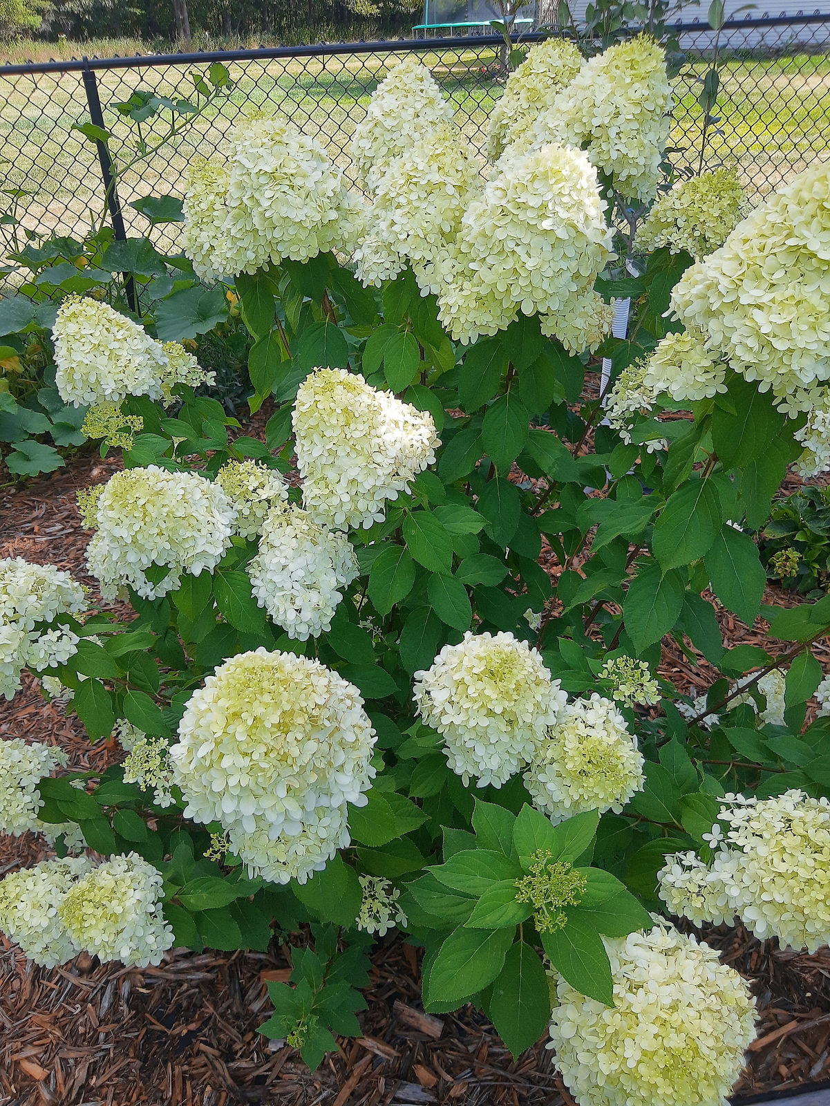 IMG_20200817_150933789.jpg