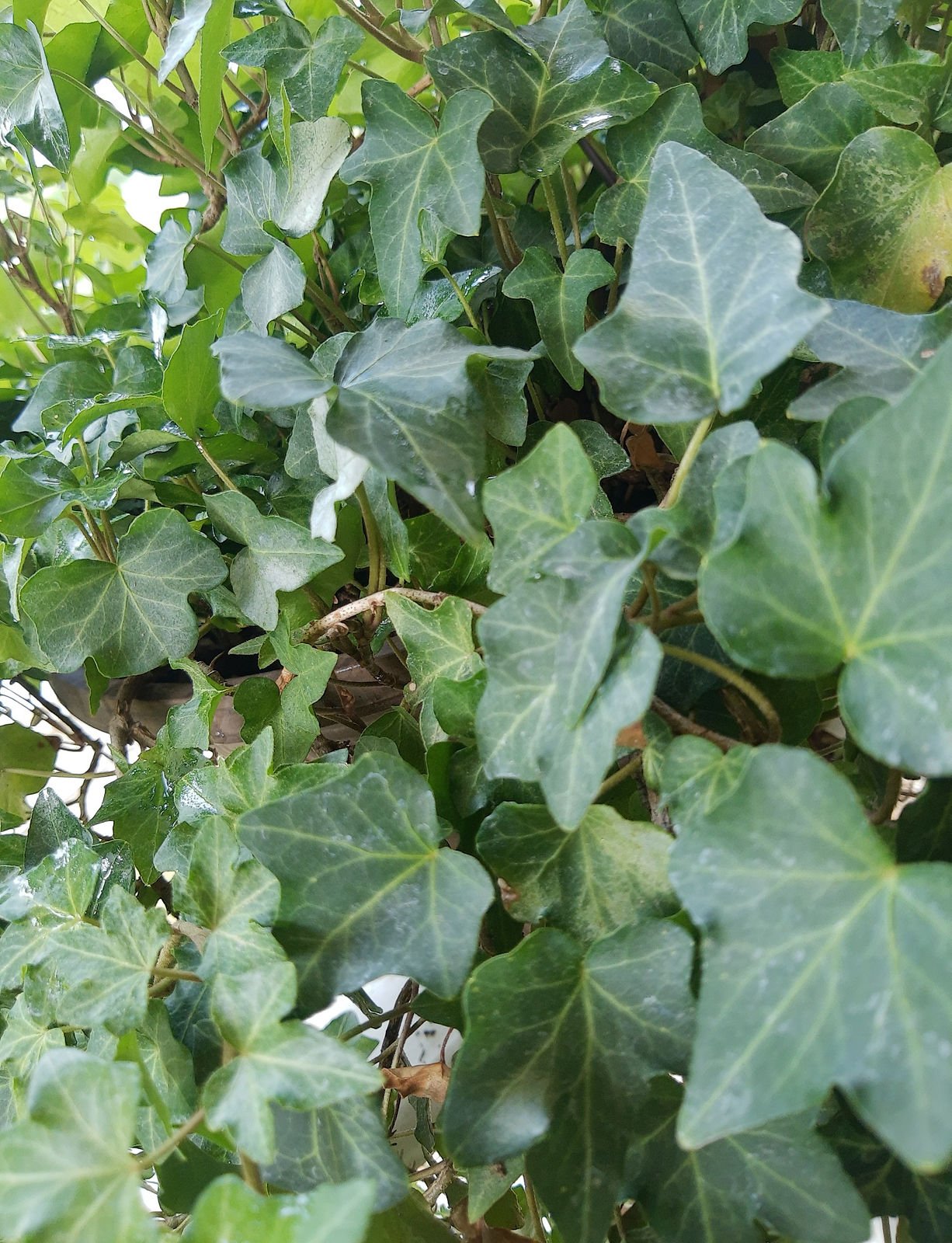 ivy.jpg
