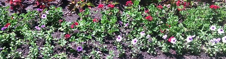 IMG_20150610_132630.jpg