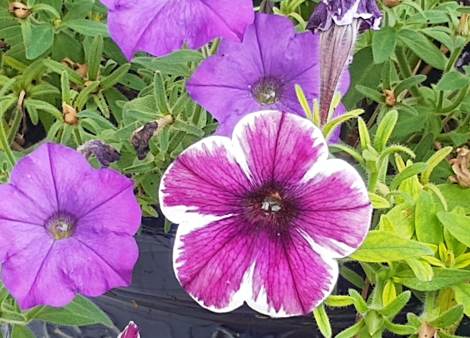 IMG_20200817_151647766.jpg