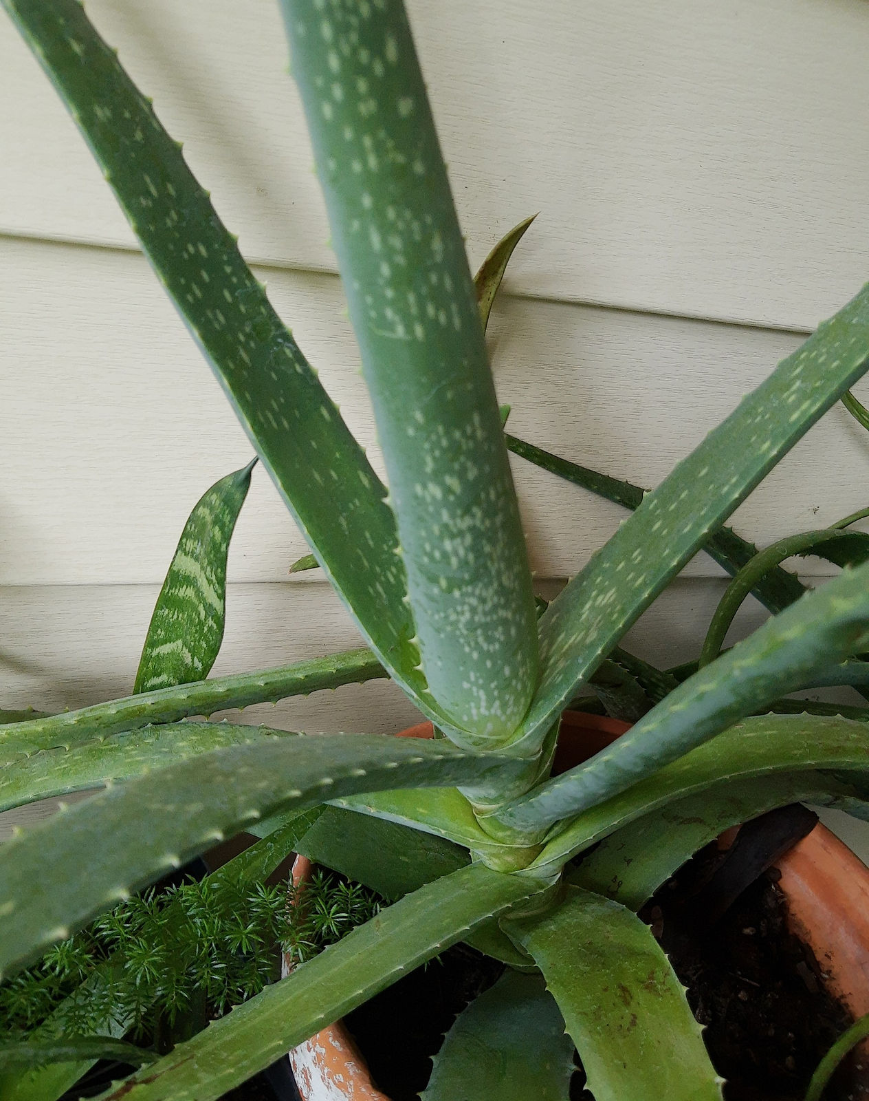 aloe.jpg