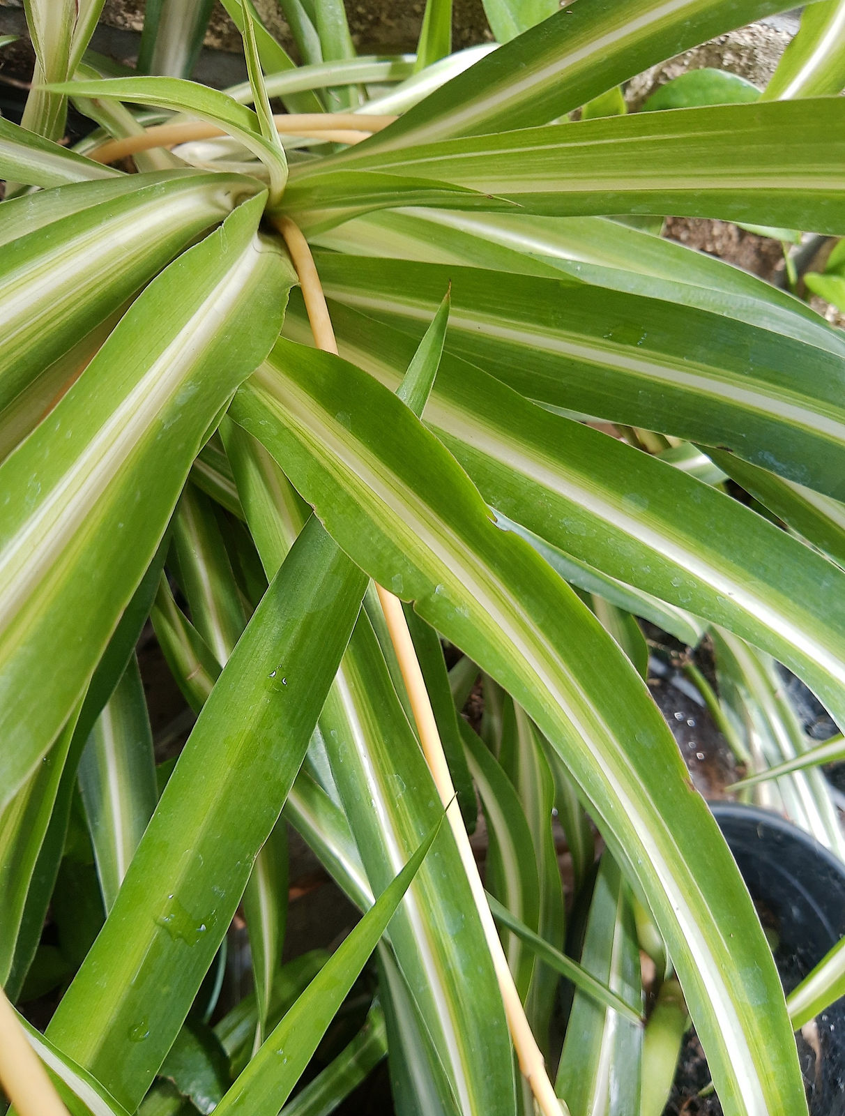 spiderplant.jpg