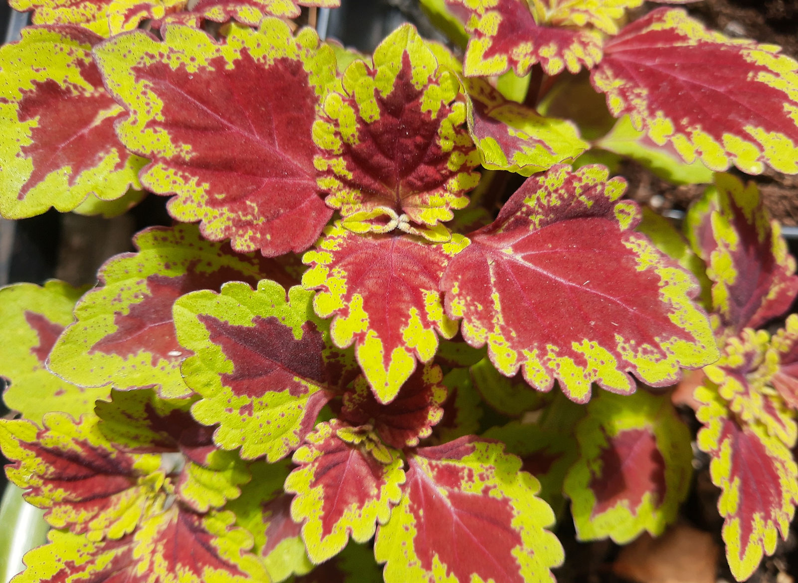 coleus.jpg
