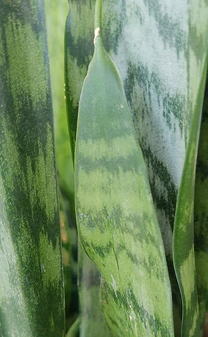 snakeplant.jpg